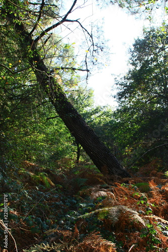 arbre inclin   dans la for  t en automne