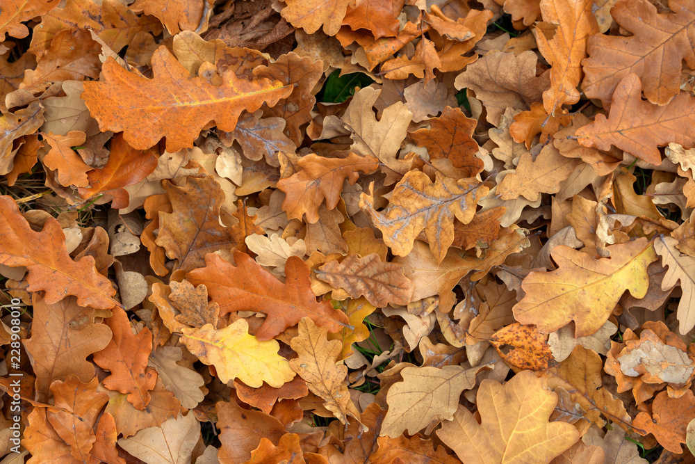 Carpet of fallen autumn leaves on grass. Beautiful colorful leaves in autumn forest. Red, orange, yellow, green and brown autumn leaves. Maple, hazel and oak dry foliage.