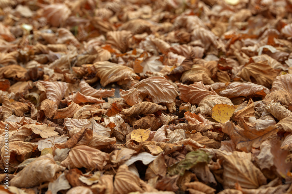 Carpet of fallen autumn leaves on grass. Beautiful colorful leaves in autumn forest. Red, orange, yellow, green and brown autumn leaves. Maple, hazel and oak dry foliage. Carpet of fallen autumn leaves on grass. Beautiful colorful leaves in autumn forest. Red, orange, yellow, green and brown autumn leaves. Maple, hazel and oak dry foliage.