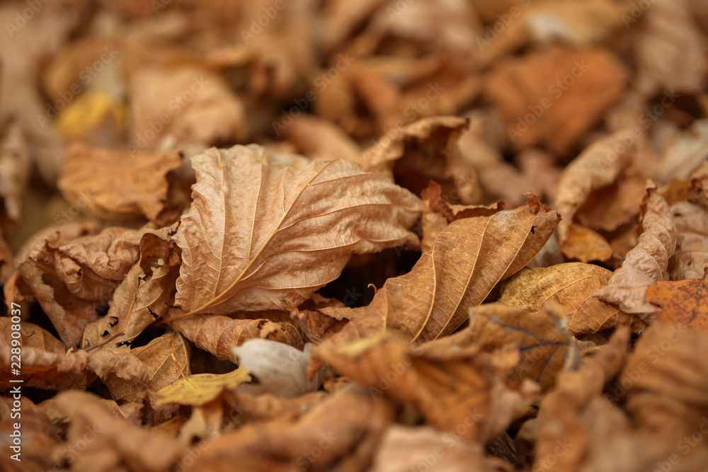 Carpet of fallen autumn leaves on grass. Beautiful colorful leaves in autumn forest. Red, orange, yellow, green and brown autumn leaves. Maple, hazel and oak dry foliage. Carpet of fallen autumn leaves on grass. Beautiful colorful leaves in autumn forest. Red, orange, yellow, green and brown autumn leaves. Maple, hazel and oak dry foliage.