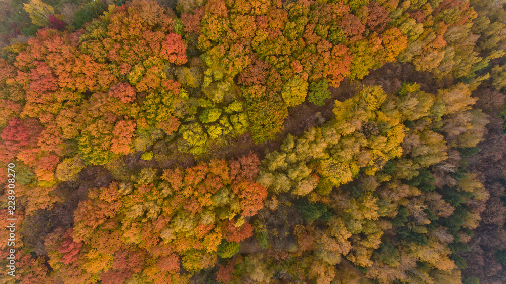 Top view of the colorful autumn city park. Beautiful view of nature. Top view of the colorful autumn city park. Beautiful view of nature.