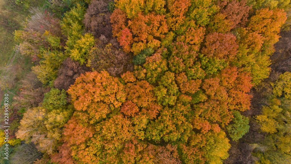 Top view of the colorful autumn city park. Beautiful view of nature. Top view of the colorful autumn city park. Beautiful view of nature.