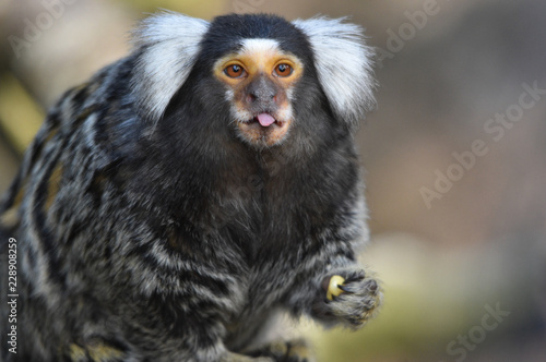 Marmoset Monkey Poking out its Tongue