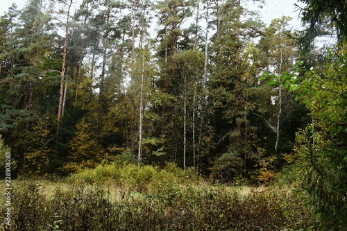 Forest in Opalikha  Moscow region 