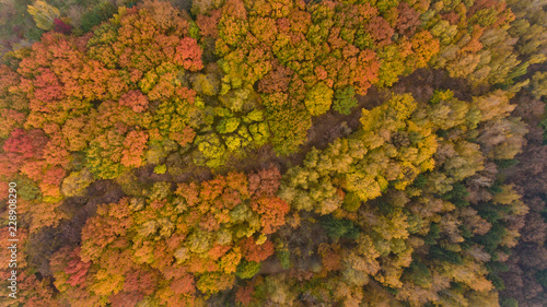 Top view of the colorful autumn city park. Beautiful view of nature.