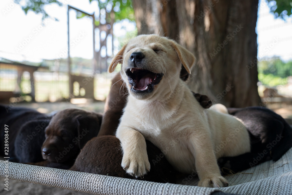 cute little labrador retriever dog puppy outdoors in nature cute little labrador retriever dog puppy outdoors in nature