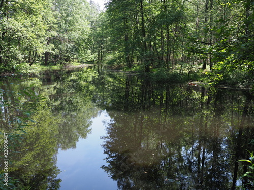 Beauty pond with water reflections in forest landscape near european artificial Goczalkowice Reservoir at Poland