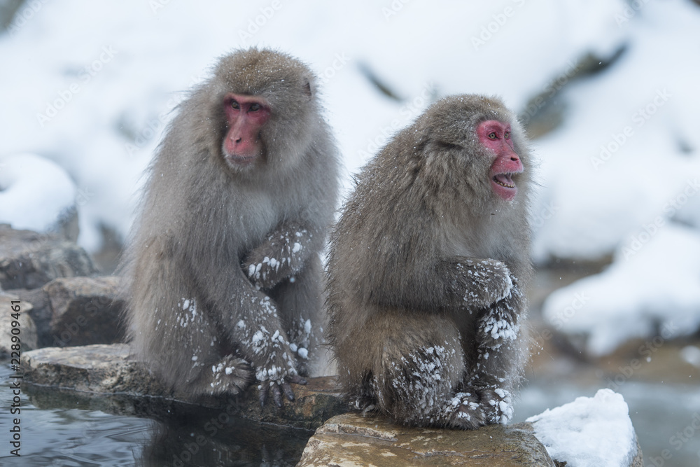 Fototapeta premium Snow Monkeys Japan