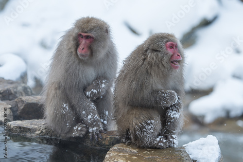 Snow Monkeys Japan © Guillem
