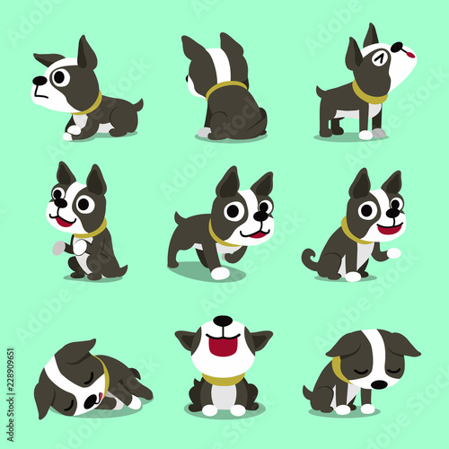 Vector cartoon character cute boston terrier dog poses set for design.