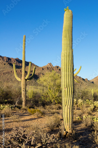 Tall Young Saguaro Cactus in Evening Light