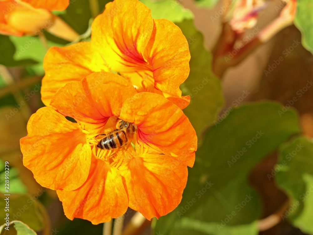 Honigbiene an oranger Blüte einer Kapuzinerkresse
Honigbiene an oranger Blüte einer Kapuzinerkresse