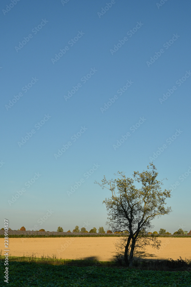 einsamer Baum in der Landschaft