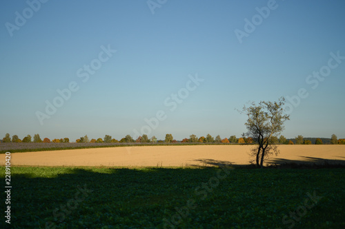 einsamer Baum in der Landschaft vor einem Acker