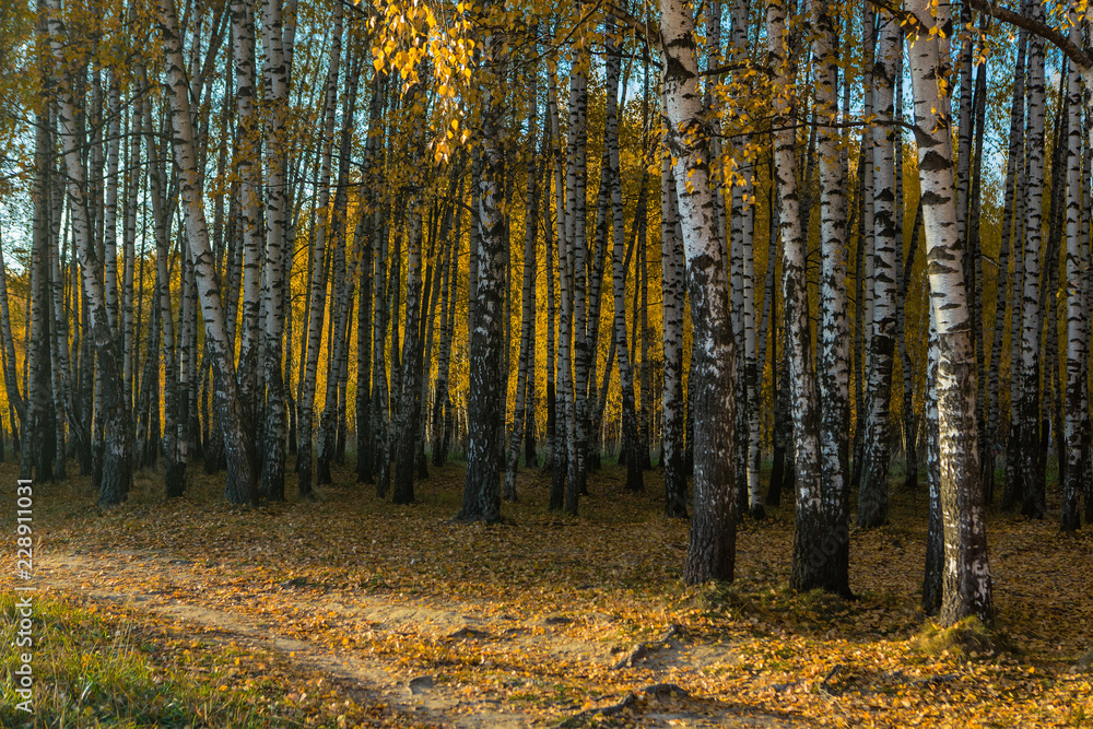 Fall season in a birchwood Fall season in a birchwood