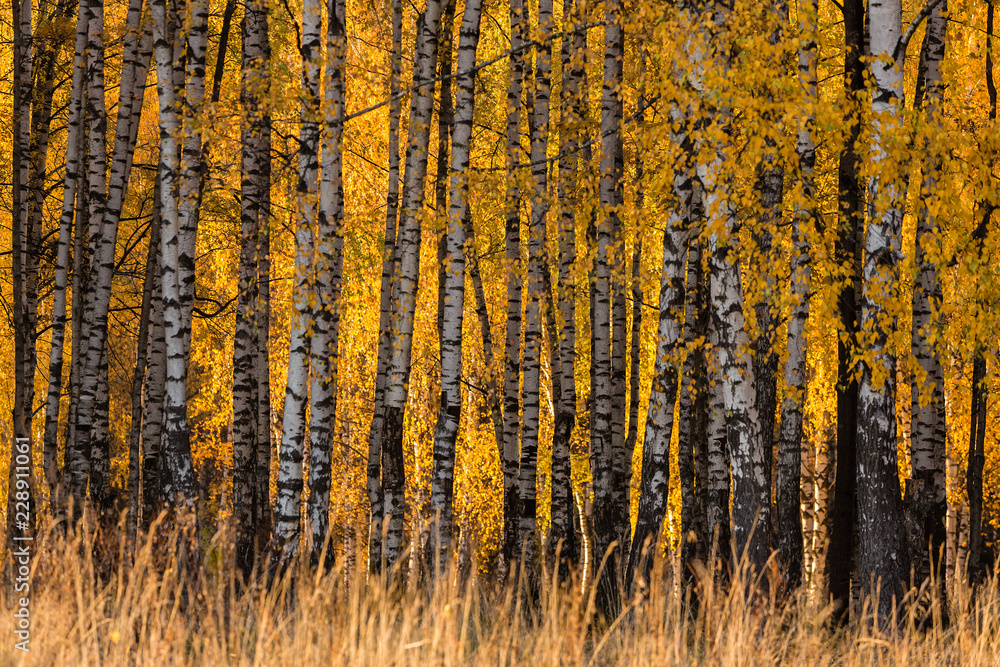 Fototapeta premium Fall season in a birchwood