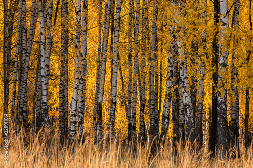 Fall season in a birchwood