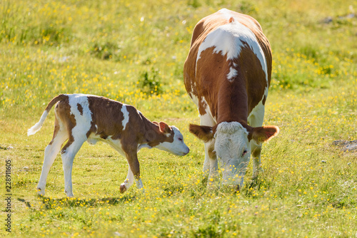Canvastavla Cows on a meadow in Alps Austria
