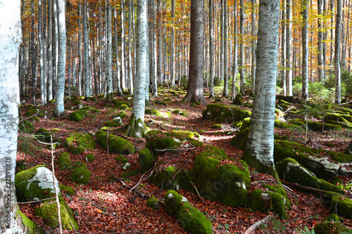 Photography the colors of the autumn forest