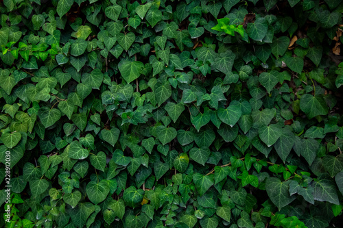 wall of green leaves