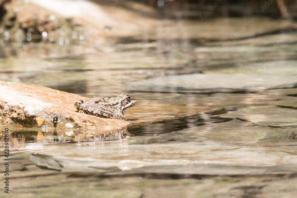 Frog Sitting On A Rock Above The Water Surface