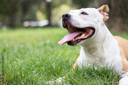 Happy Dog on a grass