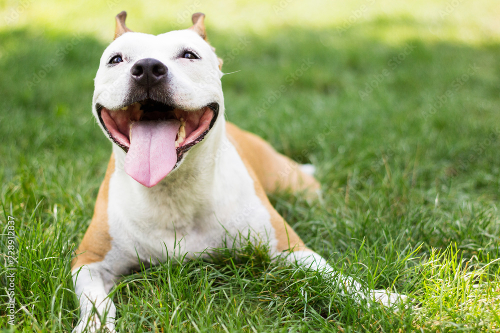 Happy Dog on a grass