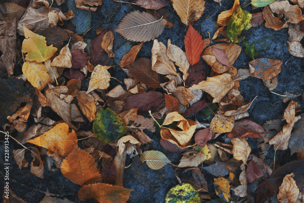 Dry contrast vibrant mixed autumnal leaves. Colorful toned background