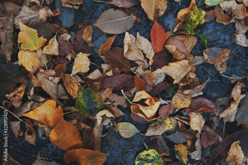 Dry contrast vibrant mixed autumnal leaves. Colorful toned background