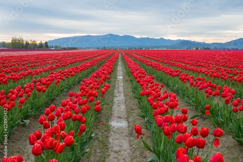 Rows of red tulips in Washington state