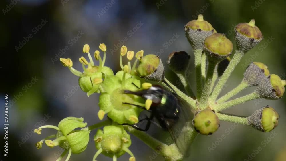 une mouche verte butine des fleurs une mouche verte butine des fleurs