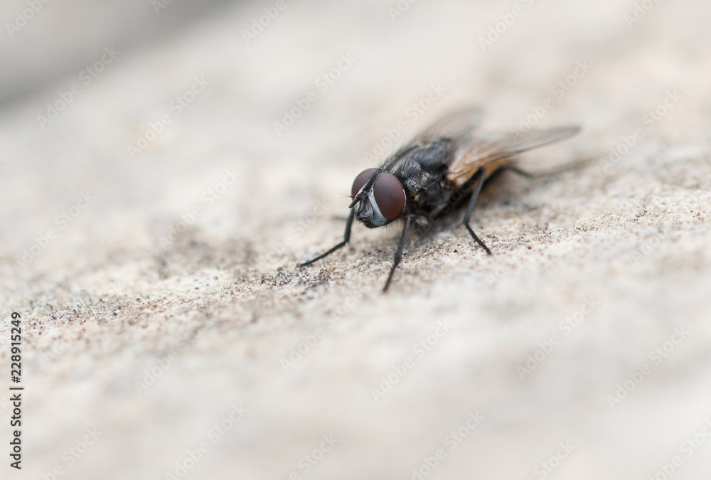 Macro shot of a Fly Macro shot of a Fly