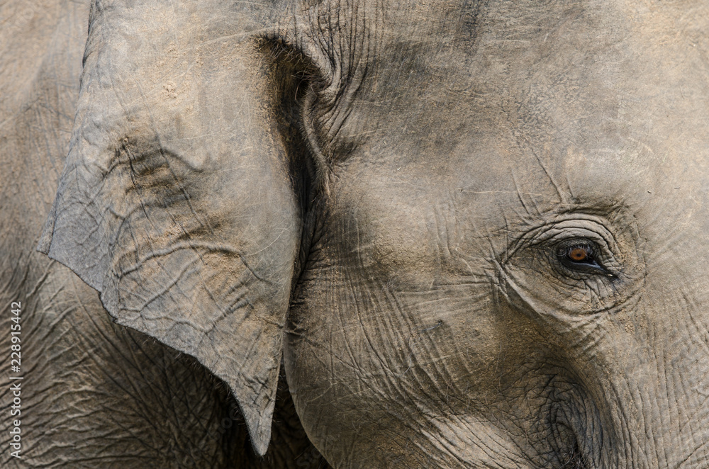 Fototapeta premium Elephant Sri Lanka