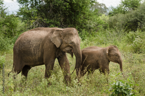 elephant in Udawalawe park