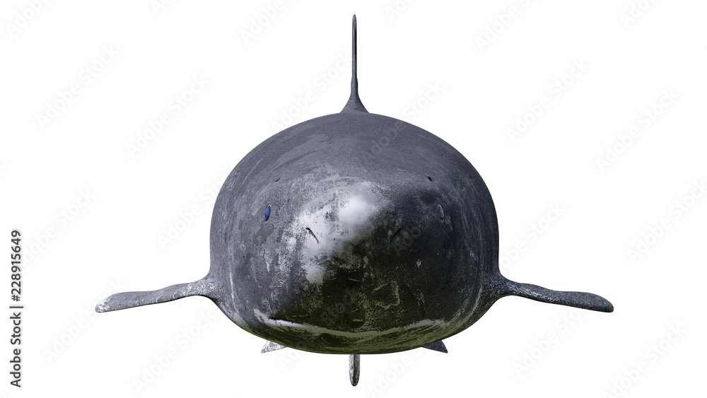 Obraz premium Greenland shark isolated on white background, Somniosus microcephalus front view