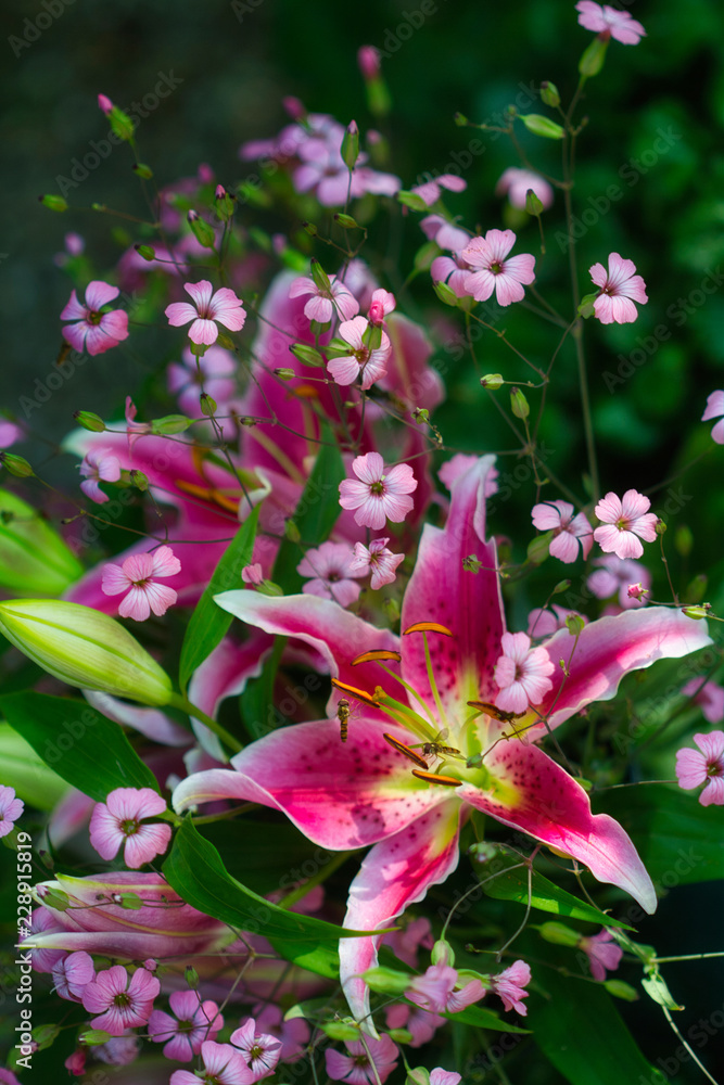 Close-up of pink lily flowers in the summmer garden