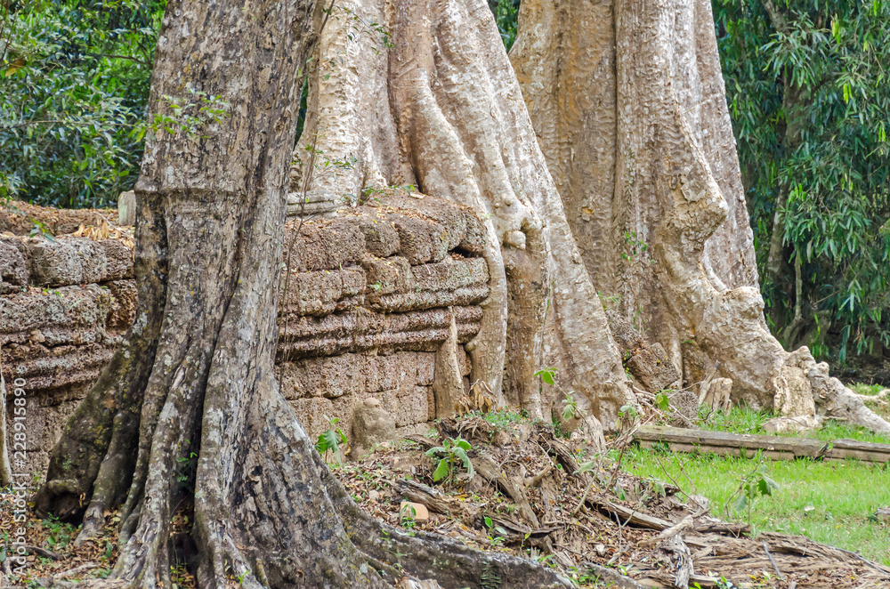 Roots of a spung destroying the walls of the Ta Prohm temple in Angkor Wat, Cambodia