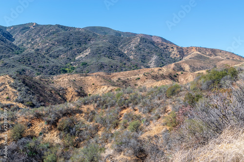 Burn area one year after forest fire