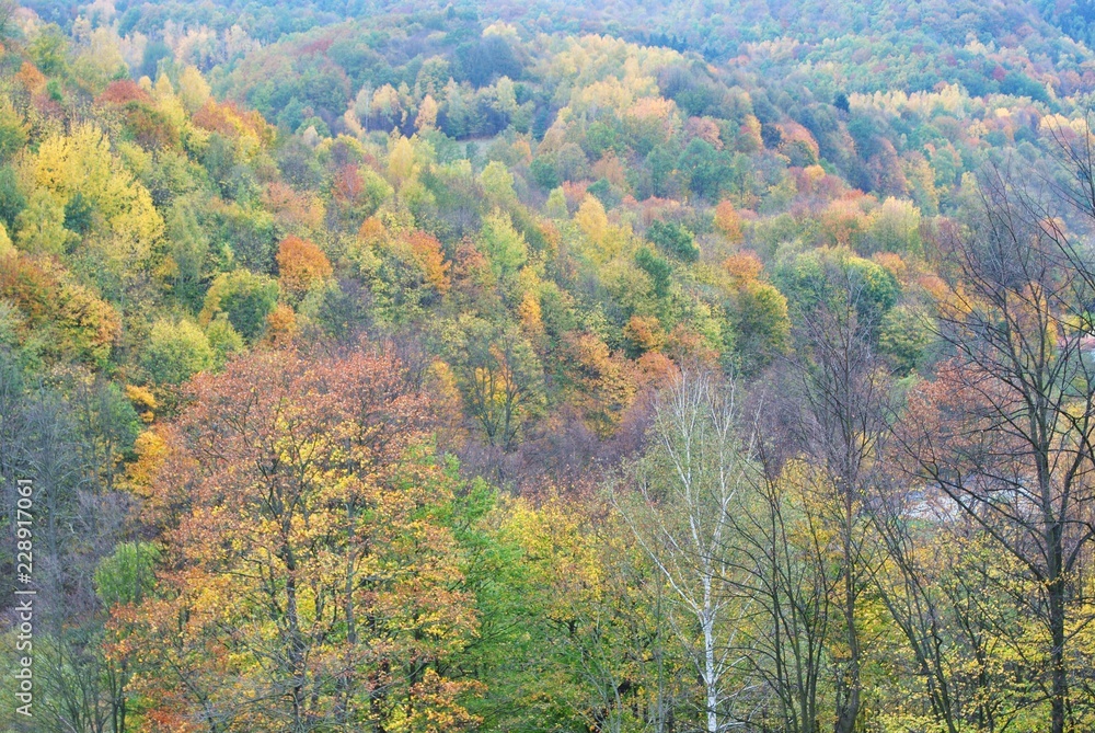 Fototapeta premium Las jesienny