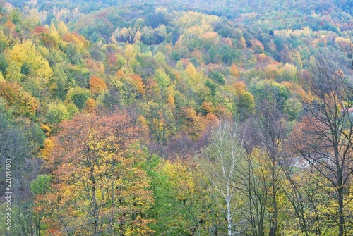 Las jesienny