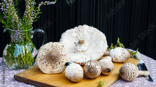 Fresh parasol mushrooms (Macrolepiota procera) on the table outdoors in autumn  photo