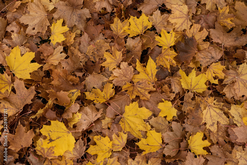 Autumn leaf Autumn leaf
