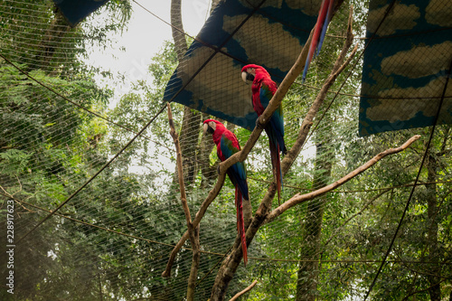 pareja de guacamayos en zoo-  couple of macaws parrot in zoo