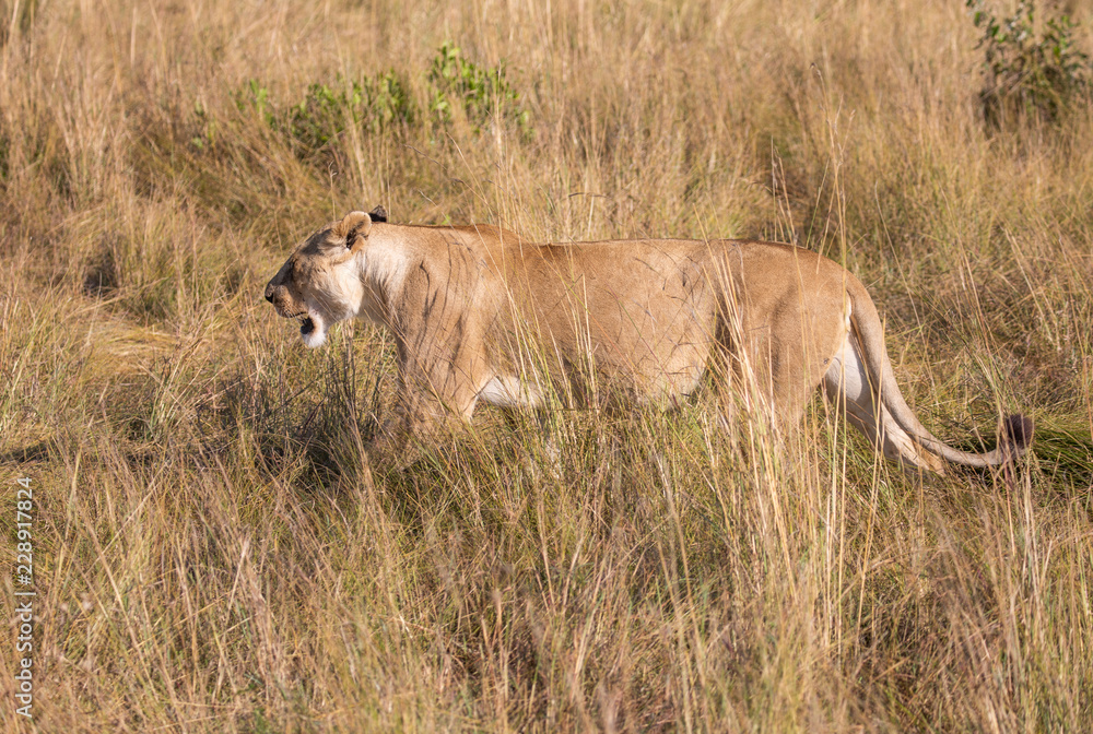 Female lion, leo panthera, hunting in the tall grass of the Maasai Mara in Kenya, Africa Female lion, leo panthera, hunting in the tall grass of the Maasai Mara in Kenya, Africa