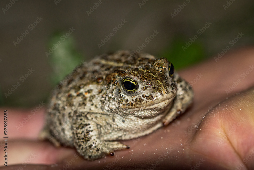The natterjack toad, Bufo calamita, sitting in a mans hand. The natterjack toad, Bufo calamita, sitting in a mans hand.