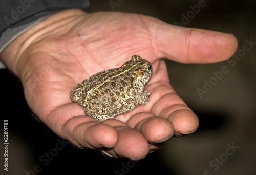 The natterjack toad, Bufo calamita, a small toad sitting in a mans hand.