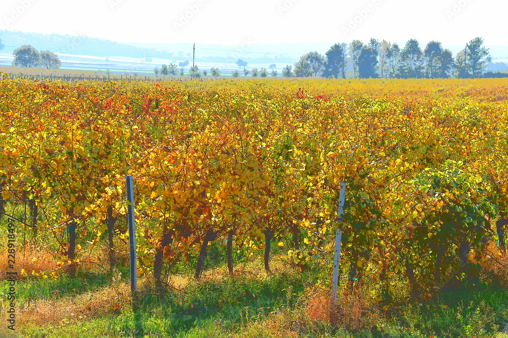 Naklejka premium Weinberg