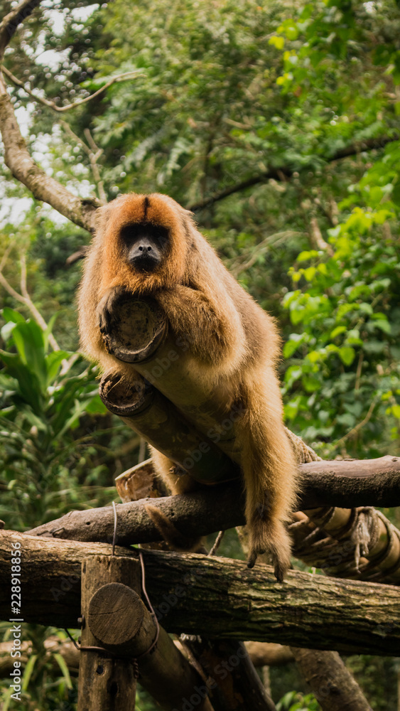 Obraz premium Mono acostado