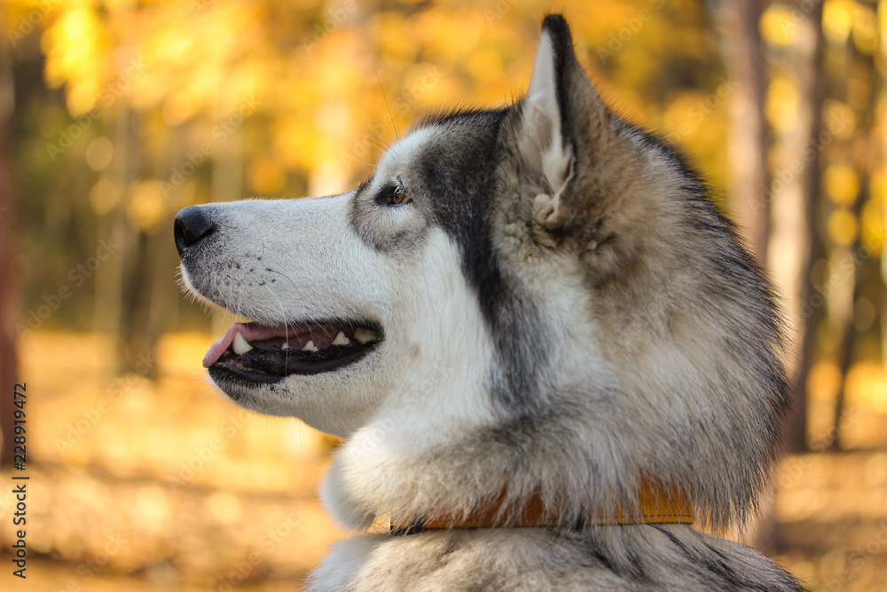Dog breed Alaskan Malamute similar to the wolf in the autumn forest on the background of orange-yellow foliage