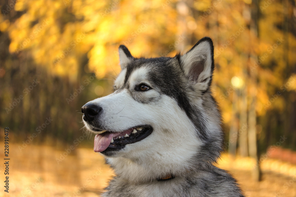 Dog breed Alaskan Malamute similar to the wolf in the autumn forest on the background of orange-yellow foliage Dog breed Alaskan Malamute similar to the wolf in the autumn forest on the background of orange-yellow foliage